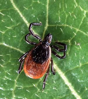 Lyme Disease Insights